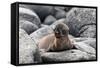 Galapagos Sea Lion Pup-Ilan Ben Tov-Framed Stretched Canvas