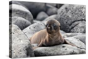 Galapagos Sea Lion Pup-Ilan Ben Tov-Stretched Canvas