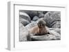 Galapagos Sea Lion Pup-Ilan Ben Tov-Framed Premium Photographic Print