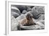 Galapagos Sea Lion Pup-Ilan Ben Tov-Framed Photographic Print