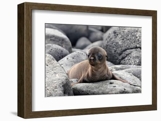 Galapagos Sea Lion Pup-Ilan Ben Tov-Framed Photographic Print