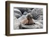 Galapagos Sea Lion Pup-Ilan Ben Tov-Framed Photographic Print