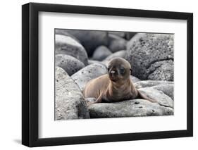 Galapagos Sea Lion Pup-Ilan Ben Tov-Framed Photographic Print