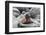 Galapagos Sea Lion Pup-Ilan Ben Tov-Framed Photographic Print