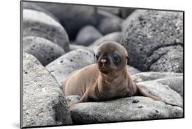 Galapagos Sea Lion Pup-Ilan Ben Tov-Mounted Photographic Print