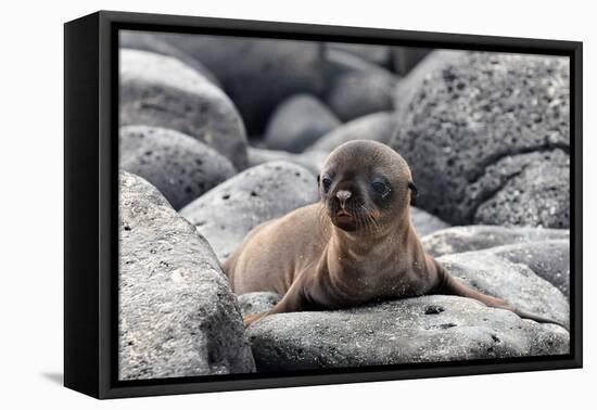 Galapagos Sea Lion Pup-Ilan Ben Tov-Framed Stretched Canvas