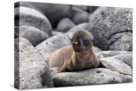 Galapagos Sea Lion Pup-Ilan Ben Tov-Stretched Canvas