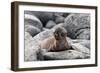 Galapagos Sea Lion Pup-Ilan Ben Tov-Framed Photographic Print