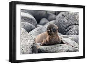 Galapagos Sea Lion Pup-Ilan Ben Tov-Framed Photographic Print