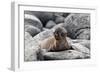 Galapagos Sea Lion Pup-Ilan Ben Tov-Framed Photographic Print