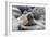 Galapagos Sea Lion Pup-Ilan Ben Tov-Framed Photographic Print