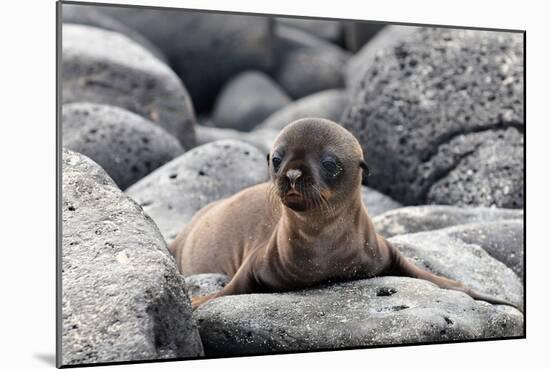 Galapagos Sea Lion Pup-Ilan Ben Tov-Mounted Photographic Print