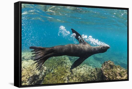 Galapagos sea lion releasing bubbles underwater, Galapagos-Tui De Roy-Framed Stretched Canvas
