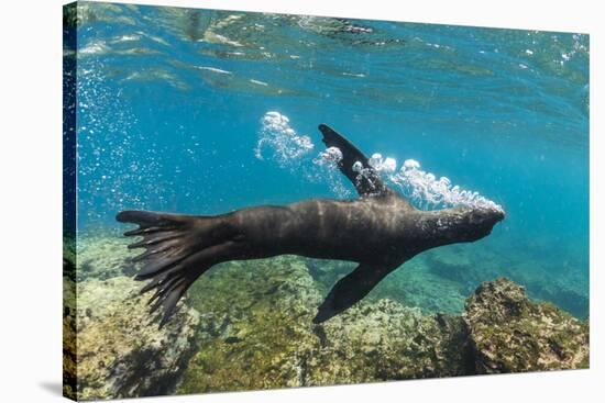 Galapagos sea lion releasing bubbles underwater, Galapagos-Tui De Roy-Stretched Canvas