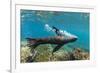 Galapagos sea lion releasing bubbles underwater, Galapagos-Tui De Roy-Framed Photographic Print