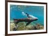 Galapagos sea lion releasing bubbles underwater, Galapagos-Tui De Roy-Framed Photographic Print