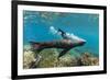 Galapagos sea lion releasing bubbles underwater, Galapagos-Tui De Roy-Framed Photographic Print