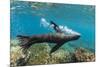 Galapagos sea lion releasing bubbles underwater, Galapagos-Tui De Roy-Mounted Photographic Print