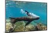 Galapagos sea lion releasing bubbles underwater, Galapagos-Tui De Roy-Mounted Photographic Print