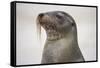 Galapagos sea lion, San Cristobal Island, Galapagos Islands, Ecuador.-Adam Jones-Framed Stretched Canvas