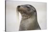 Galapagos sea lion, San Cristobal Island, Galapagos Islands, Ecuador.-Adam Jones-Stretched Canvas