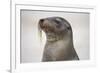 Galapagos sea lion, San Cristobal Island, Galapagos Islands, Ecuador.-Adam Jones-Framed Photographic Print