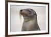 Galapagos sea lion, San Cristobal Island, Galapagos Islands, Ecuador.-Adam Jones-Framed Photographic Print