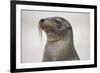 Galapagos sea lion, San Cristobal Island, Galapagos Islands, Ecuador.-Adam Jones-Framed Photographic Print