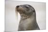 Galapagos sea lion, San Cristobal Island, Galapagos Islands, Ecuador.-Adam Jones-Mounted Photographic Print