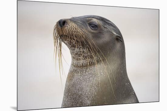 Galapagos sea lion, San Cristobal Island, Galapagos Islands, Ecuador.-Adam Jones-Mounted Premium Photographic Print