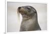 Galapagos sea lion, San Cristobal Island, Galapagos Islands, Ecuador.-Adam Jones-Framed Photographic Print