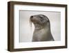 Galapagos sea lion, San Cristobal Island, Galapagos Islands, Ecuador.-Adam Jones-Framed Photographic Print