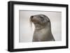 Galapagos sea lion, San Cristobal Island, Galapagos Islands, Ecuador.-Adam Jones-Framed Photographic Print