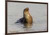 Galapagos sea lion, San Cristobal Island, Galapagos Islands, Ecuador.-Adam Jones-Framed Premium Photographic Print