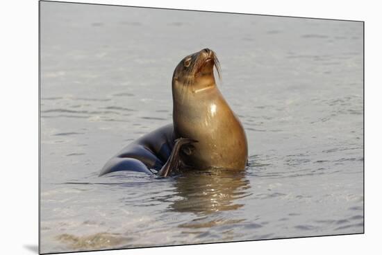 Galapagos sea lion, San Cristobal Island, Galapagos Islands, Ecuador.-Adam Jones-Mounted Premium Photographic Print