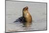 Galapagos sea lion, San Cristobal Island, Galapagos Islands, Ecuador.-Adam Jones-Mounted Photographic Print