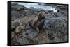 Galapagos Sea Lion, South Plaza Island, Galapagos islands, Ecuador.-Sergio Pitamitz-Framed Stretched Canvas