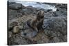 Galapagos Sea Lion, South Plaza Island, Galapagos islands, Ecuador.-Sergio Pitamitz-Stretched Canvas
