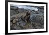 Galapagos Sea Lion, South Plaza Island, Galapagos islands, Ecuador.-Sergio Pitamitz-Framed Photographic Print