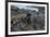 Galapagos Sea Lion, South Plaza Island, Galapagos islands, Ecuador.-Sergio Pitamitz-Framed Photographic Print