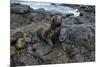 Galapagos Sea Lion, South Plaza Island, Galapagos islands, Ecuador.-Sergio Pitamitz-Mounted Photographic Print