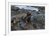 Galapagos Sea Lion, South Plaza Island, Galapagos islands, Ecuador.-Sergio Pitamitz-Framed Photographic Print