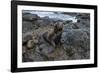 Galapagos Sea Lion, South Plaza Island, Galapagos islands, Ecuador.-Sergio Pitamitz-Framed Photographic Print