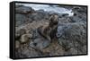 Galapagos Sea Lion, South Plaza Island, Galapagos islands, Ecuador.-Sergio Pitamitz-Framed Stretched Canvas