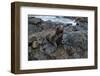 Galapagos Sea Lion, South Plaza Island, Galapagos islands, Ecuador.-Sergio Pitamitz-Framed Photographic Print