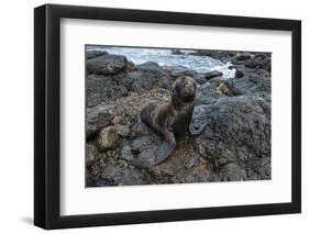 Galapagos Sea Lion, South Plaza Island, Galapagos islands, Ecuador.-Sergio Pitamitz-Framed Photographic Print