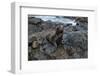 Galapagos Sea Lion, South Plaza Island, Galapagos islands, Ecuador.-Sergio Pitamitz-Framed Photographic Print