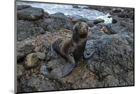 Galapagos Sea Lion, South Plaza Island, Galapagos islands, Ecuador.-Sergio Pitamitz-Mounted Photographic Print