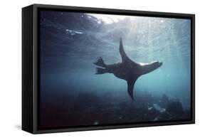 Galapagos Sea Lion Swimming Underwater-null-Framed Stretched Canvas