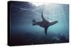 Galapagos Sea Lion Swimming Underwater-null-Stretched Canvas
